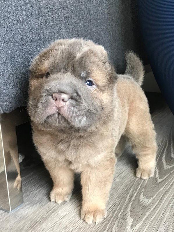 bear coat puppies for sale