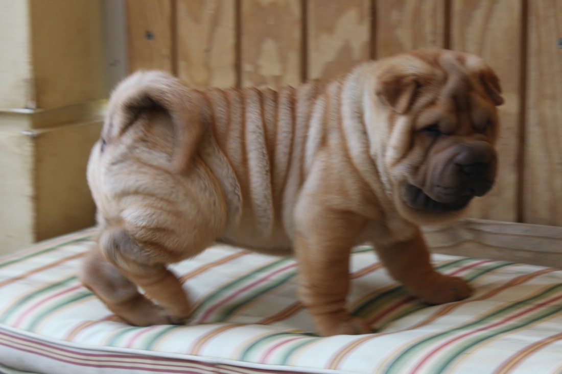 blue shar pei puppies for sale near me